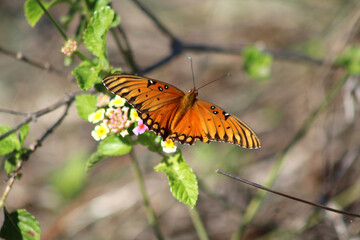 Fototapeta na wymiar Gulf Fritillary butterfly on flower III