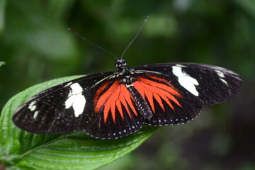Fototapeta na wymiar Mariposas en la naturaleza