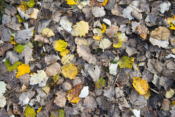 Autumn yellow and brown aspen leaves. Autumn background.