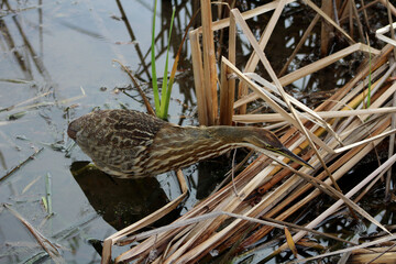 American Bittern