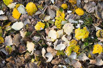 Autumn yellow and brown aspen leaves on green grass. Autumn background