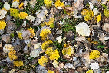 Autumn yellow and brown aspen leaves on green grass. Autumn background