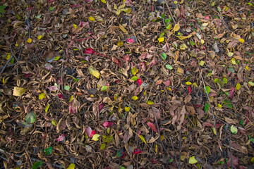 Beautiful autumn leaves on the ground.