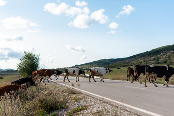 Naklejka na ściany i meble Crossing road pasture walking cows grass autumn green warm day sunny countryside rural village bulgaria