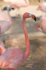 Obraz premium 天王寺動物園のベニイロフラミンゴ