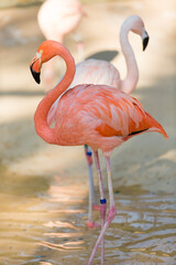 天王寺動物園のベニイロフラミンゴ