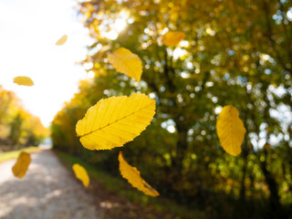 Flying leaves In Park in Autumn