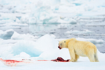 Male polar bear (Ursus maritimus) with seal prey on ice, Svalbard, Norway	