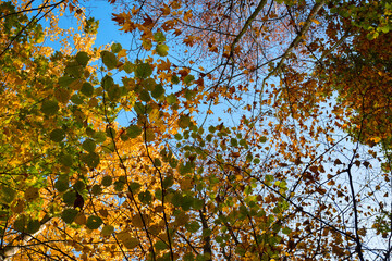 Kolory jesieni © Grzegorz Polak