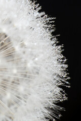 Obraz premium Pusteblume