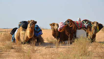 travesia por el desierto del sahara  cerca de la poblacion de Douz, Tunez