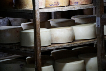 Fototapeta na wymiar Fresh cheese on rack in factory warehouse. Cheese-wheels maturing