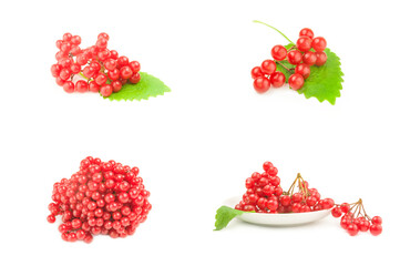 Group of red guelder rose berries isolated on a white background cutout