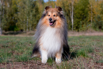 Fototapeta na wymiar Stunning nice fluffy sable white shetland sheepdog puppy, sheltie outside portrait on a sunny autumn day. Small cute Scottish collie dog, lassie with funny ears portrait with green background