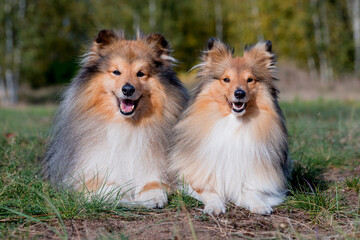 Obraz na płótnie Canvas Stunning nice fluffy sable white shetland sheepdog male and female, sheltie lies with yellow leaves background. Small, little cute collie, lassie sheepdog, outdoors portrait. Working companion 