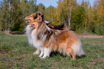 Obraz na płótnie Canvas Stunning nice fluffy sable white shetland sheepdog male and female, sheltie standing with yellow leaves background. Small, little cute collie, lassie sheepdog, outdoors portrait. Working companion 