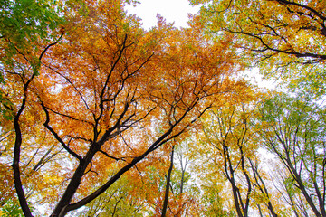 View on the top of trees in an autumn forest. Silesia, Poland
