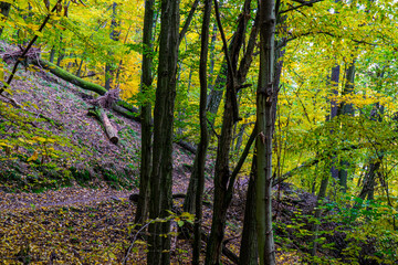 Obraz premium autumn in the forest