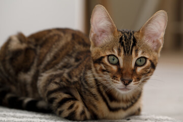 Bengal Cat with rosette. Cute bengal kitty.