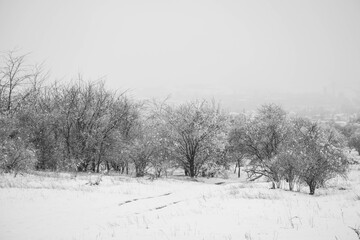 Fototapeta premium snow covered trees