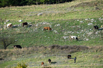 Miniature shepherd cattle cows autumn shades sunrays rocky hillside typical rural scene green blue lifestyle