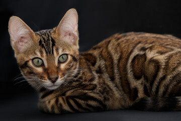 Bengal Cat with rosette. Cute bengal kitty.