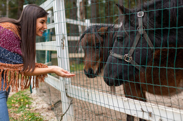 A beautiful woman is feeding horses in the nature 