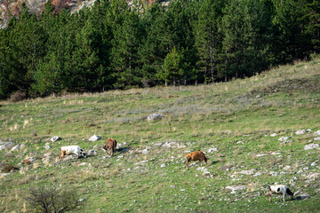 Miniature shepherd cattle cows autumn shades sunrays rocky hillside typical rural scene green blue lifestyle