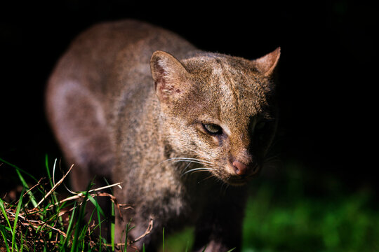 Herpailurus yagouaroundi - a small feline beast walking towards us.