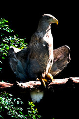 Aquila heliaca - golden eagle on a branch.