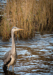 great blue heron in a river