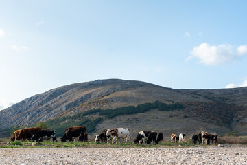 Cattle shepherd cows calm relaxing autumn shades sunrays rocky hillside typical rural scene green blue lifestyle
