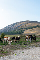 Naklejka premium Cattle shepherd cows calm relaxing autumn shades sunrays rocky hillside typical rural scene green blue lifestyle