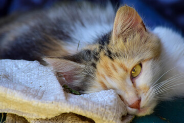 portrait of a cat