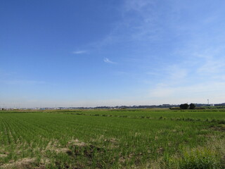 Fototapeta na wymiar のどかな田んぼの風景