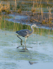 beautiful gray heron in a pond