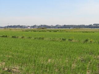 Fototapeta premium のどかな田んぼの風景