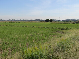 のどかな田んぼの風景