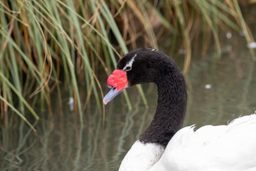 Close up portrait of a black necked swan (cygnus melancoryphus) in the water