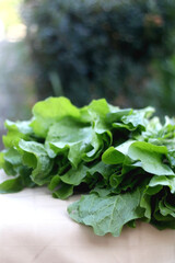 Fresh lettuce picked from the garden. Selective focus.