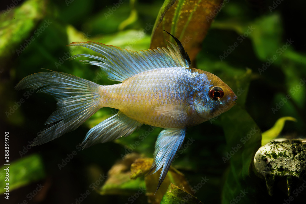 Wall mural cichlid fish with a blue shiny color.