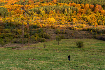 Traveler autumn adventure photographer vlogger modern minimal in grass facing large forest hill colorful trees orange yellow green bulgaria