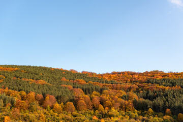 Autumn hillside covered with colorful trees forest sharp detail orange green minimal mountain rural landscape bulgaria