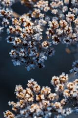 Fototapeta premium Beautiful crystals of rime ice on plants during frosts. Macro shot of hoarfrost on inflorescences. Natural background with hoarfrost on the grass. Cold weather. Winter nature. Close-up.