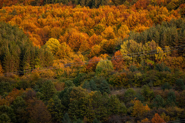 Autumn colorful forest side top view trees season rural scene bulgaria nature landscape telephoto zoom minimal texture orange green warm sunny sunset
