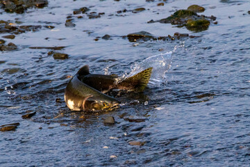 Pink Salmon (Humpy Salmon) migrating out of water through a shallow portion of a creek during the...