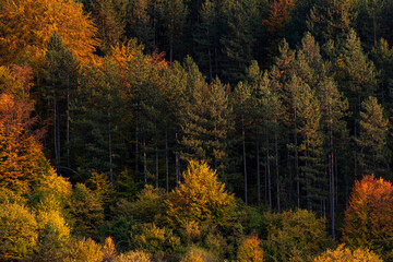 Autumn colorful forest side top view trees season rural scene bulgaria nature landscape telephoto zoom minimal texture orange green warm sunny sunset