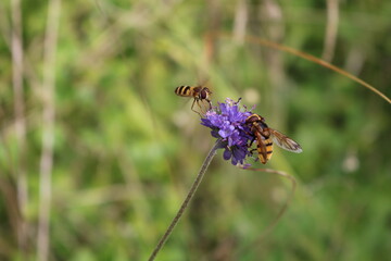 Two Bees