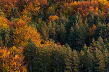 Autumn colorful forest side top view trees season rural scene bulgaria nature landscape telephoto zoom minimal texture orange green warm sunny sunset