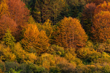 Autumn colorful forest side top view trees season rural scene bulgaria nature landscape telephoto zoom minimal texture orange green warm sunny sunset